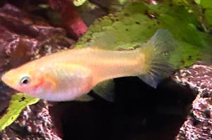 Snow White Guppy - Female Thumbnail