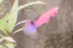 Blue Albino Guppy - male Thumbnail