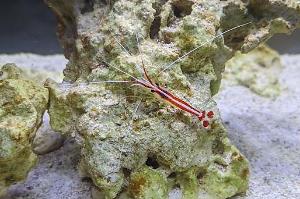 Red Line Cleaner Shrimp Thumbnail