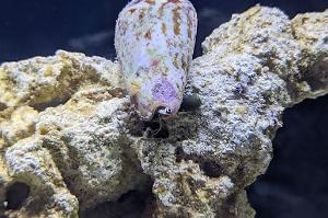 Strawberry Conch Thumbnail