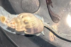 Nassarius Snail Thumbnail