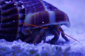 Mexican Red Leg Hermit Crab Thumbnail