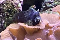 Starry Blenny Thumbnail