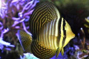 Sailfin Tang Desjardini Thumbnail