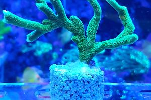 Montipora Thumbnail