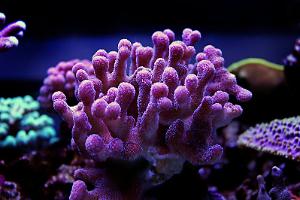 Stylophora Coral Thumbnail