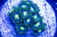 Heyfevor Zoanthids  Thumbnail