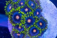 Indo cateye zoanthid Thumbnail