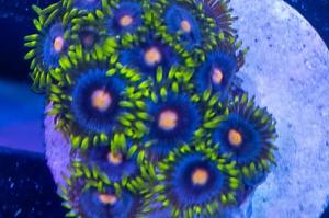 Indo cateye zoanthid