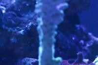 Australian Acropora  Thumbnail