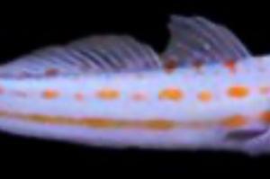 Diamond Watchmen goby