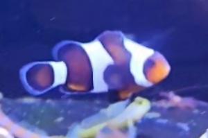 MochaVinci Clownfish Thumbnail