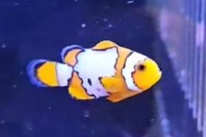 Snowflake Clownfish Thumbnail