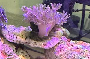 Pulsating Xenia Thumbnail