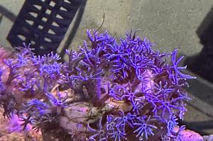 Purple Star Polyps Thumbnail