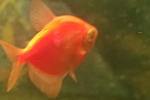 Orange Tetra Thumbnail