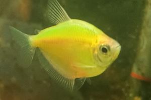 Yellow Tetra Thumbnail