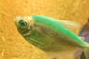 Green Tetra Thumbnail