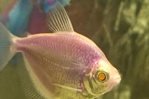 Purple Tetra Thumbnail