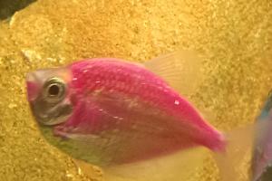 Pink Tetra Thumbnail