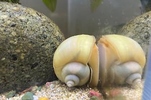 Apple Snail Thumbnail