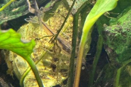 Amano shrimp Thumbnail