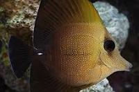 Scopas Tang