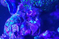 Acropora nasuta Thumbnail