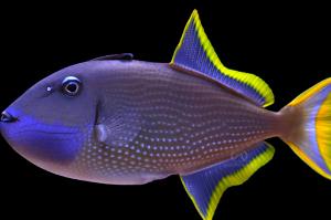 Blue Throat triggerfish Thumbnail