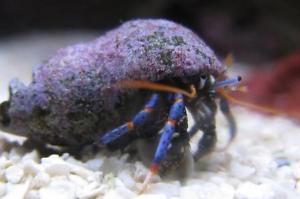 Blue Leg Hermit Crab Thumbnail