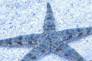 Sand Sifting Sea Star Thumbnail