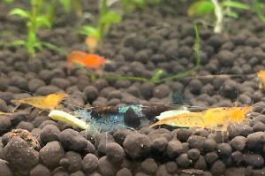 Blue Dream Cherry Shrimp Thumbnail