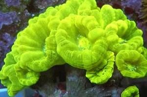 Kryptonite Candy Cane Coral Thumbnail