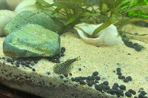 Reticulated Hillstream Loach Thumbnail