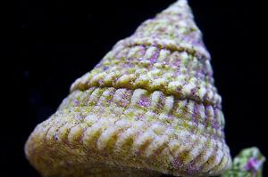 Astraea Conehead Snail Thumbnail