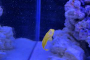 Yellow Clown Goby Thumbnail