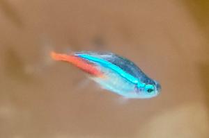 Neon Tetra Thumbnail