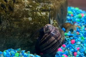 Mystery Snail Thumbnail