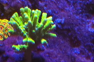 Anacropora verde Thumbnail