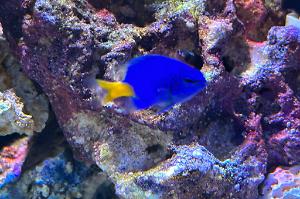 Yellowtail Damselfish Thumbnail