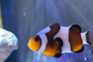 Gladiator Clownfish Thumbnail