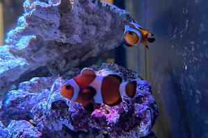 Mocha Clownfish Thumbnail