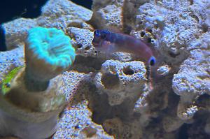 Candy Cane Coral Thumbnail