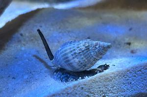 Nassarius Snail Thumbnail