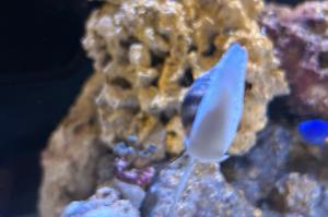 Nassarius Snail Thumbnail