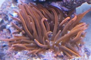 Black widow Bubble Tip Anemone Thumbnail