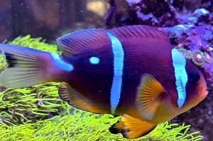 Bicinctus Clown fish Thumbnail