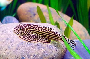 Reticulated Hillstream Loach Thumbnail