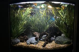 My River Eye Aquarium Thumbnail