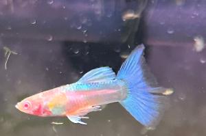 Sky Blue albino guppy Thumbnail